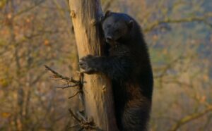 Untamable Animals 10 of the Toughest Animals in the World That Are Not Extinct - Apfisn