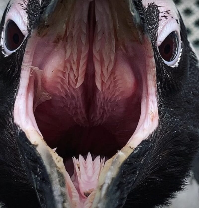 Tongue of the Penguin