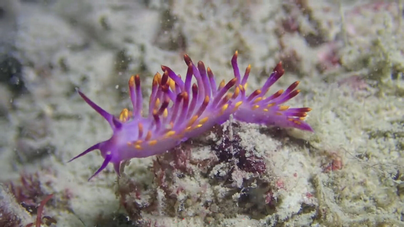 50 Pink Animals That Prove Nature’s Beauty Comes in All Colors - Apfisn
