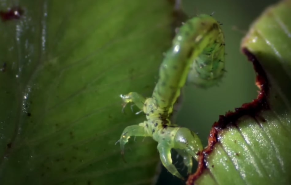 A Hawaiian inchworm caterpillar prepares to catch its prey