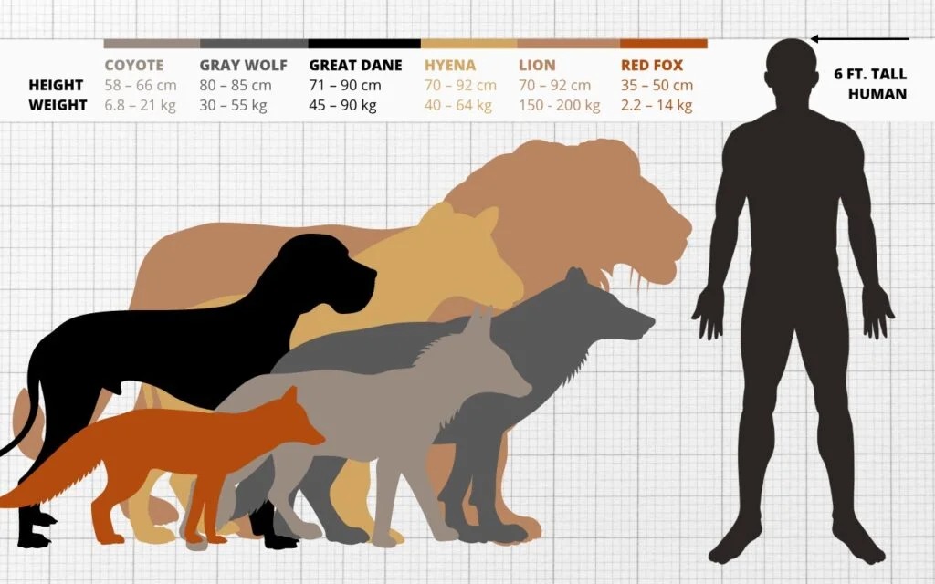 Gray Wolf Size Comparison with Human Coyote Hyena Great Dane Dog Breed Lion Red Fox