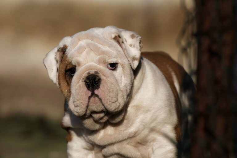 Happy and Healthy English Bulldog