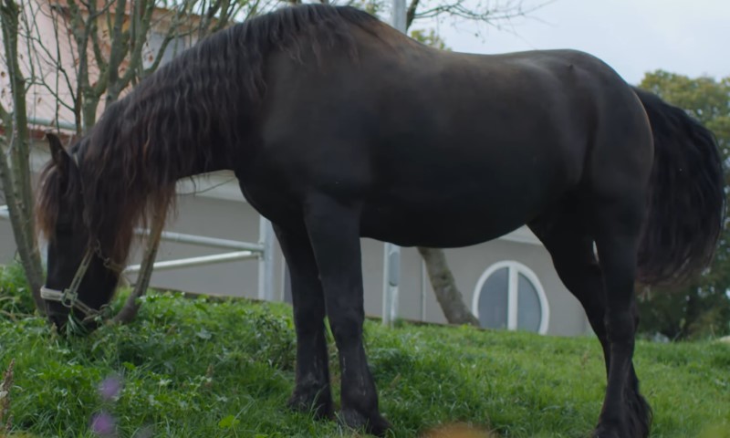 Black friesian horse eating grass