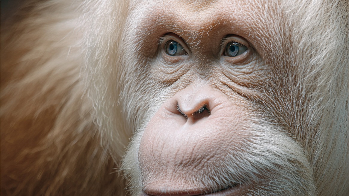 Close-up of a white-haired albino orangutan with pale blue eyes and pinkish skin