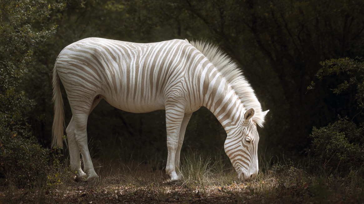 Pale-colored zebra with faint golden stripes grazing in a shaded forest area