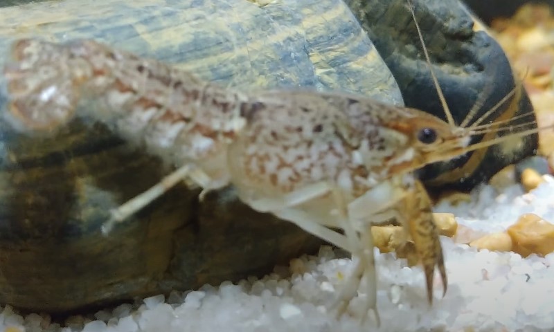 Marbled Crayfish in aquarium, close up view