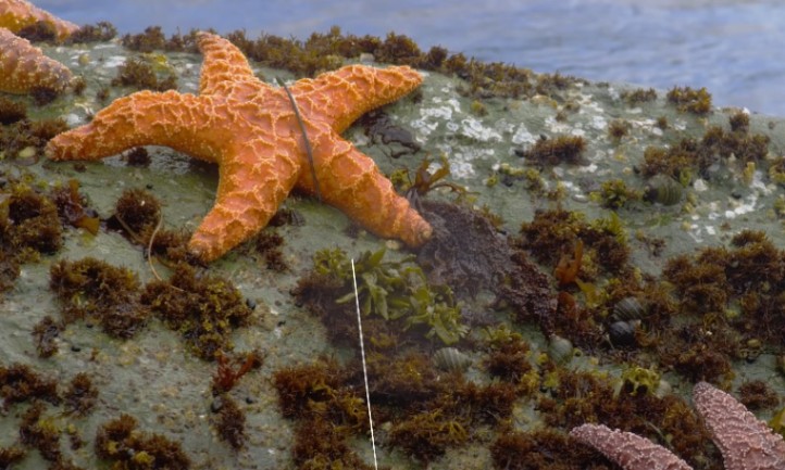 Orange starfish resting on a rock