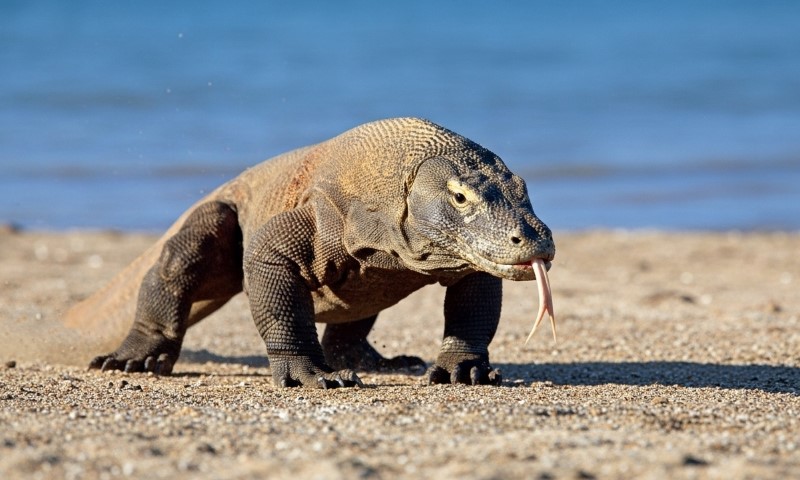 Komodo dragon walking on a beach
