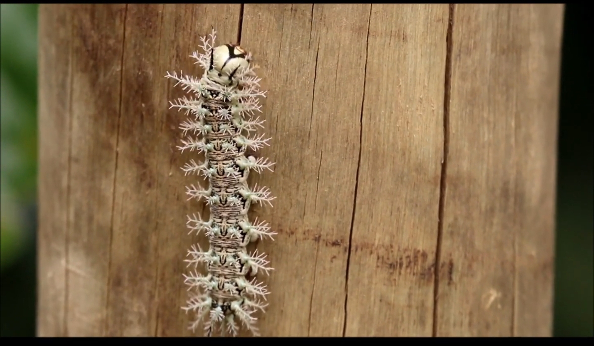 A close-up of a Lonomia obliqua caterpillar clinging to a wooden surface, showing its brown body covered with white, spiny bristles