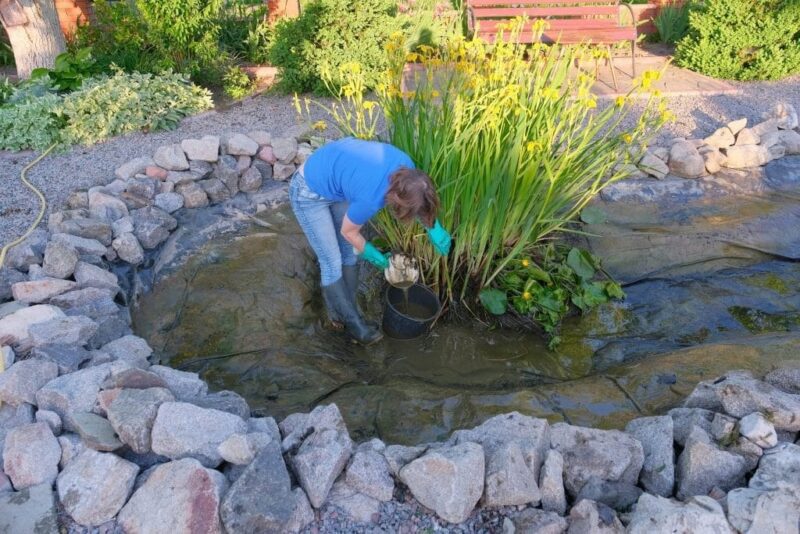 Backyard pond maintenance