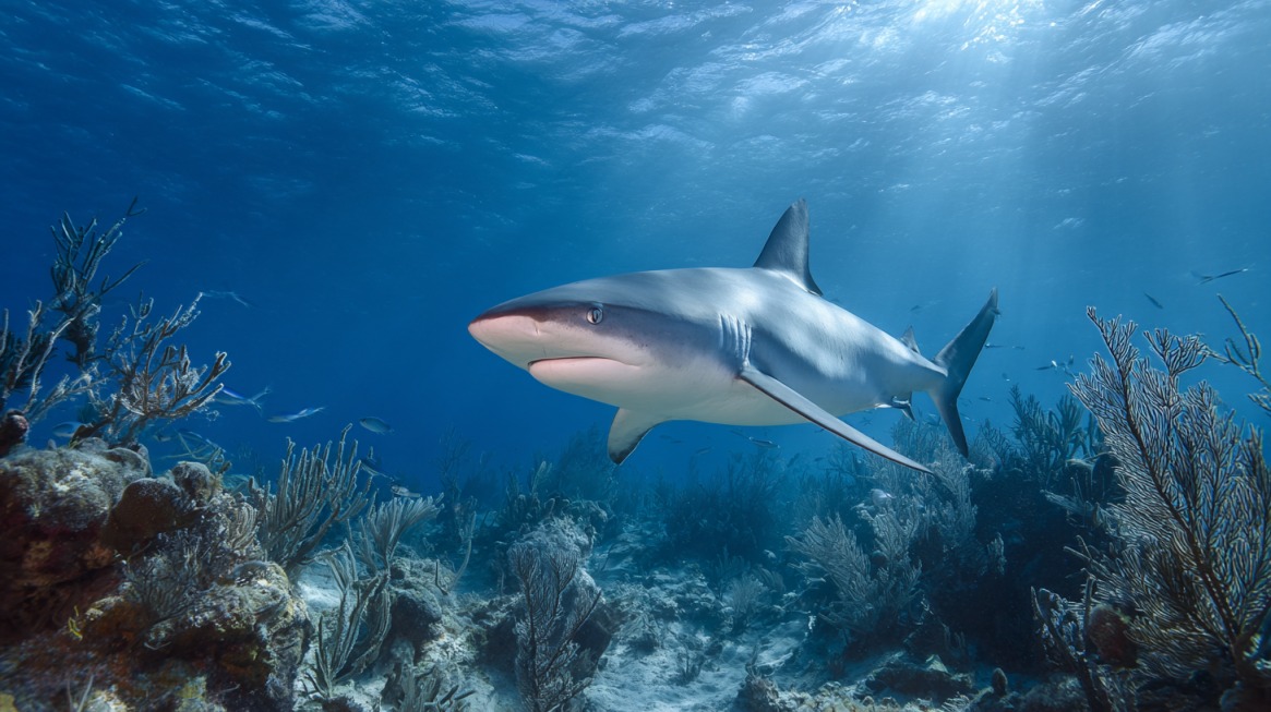 A Caribbean reef shark swimming over coral formations in clear blue tropical water