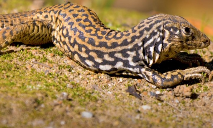 Close-up photograph of a lizard with striking black and tan patterned scales resting on mossy ground