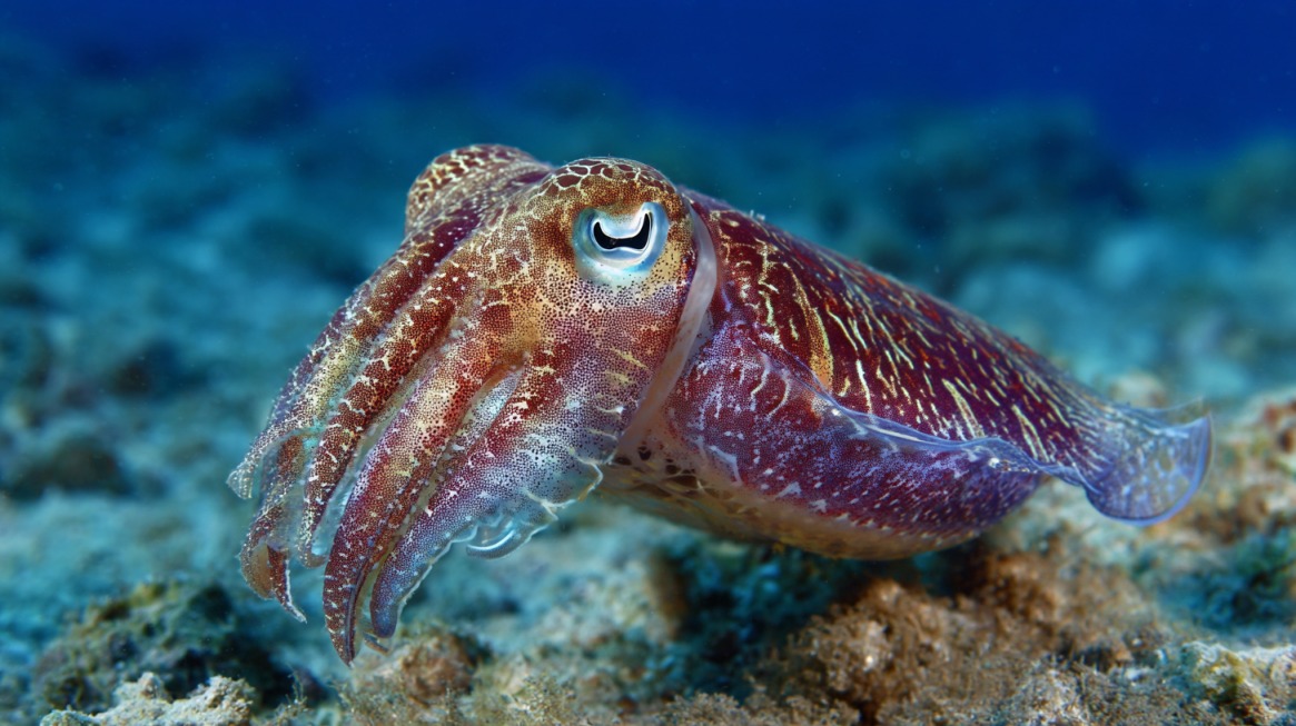 A colorful cuttlefish swimming near the seafloor, displaying red and gold stripes with a shimmering, iridescent texture