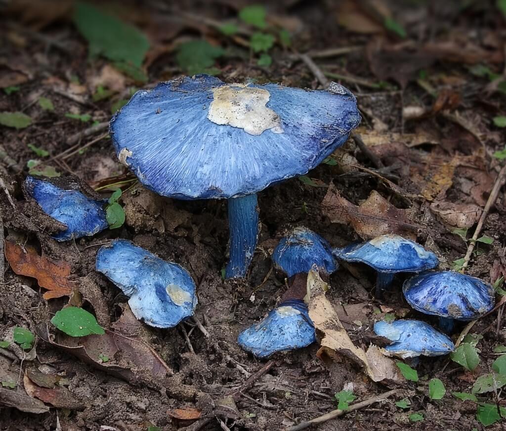 Deep indigo mushroom showing nature’s hidden artistry and rare pigments beneath the soil