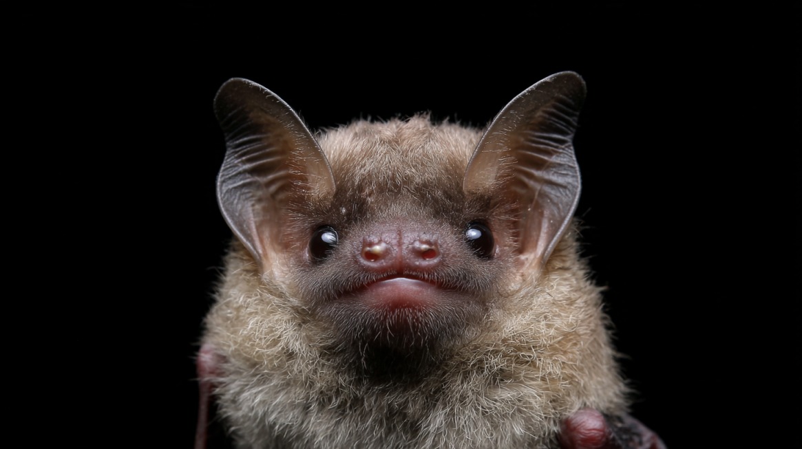 Close-up of a tiny brown bat with a pig-like snout, round black eyes, and soft fur against a black background