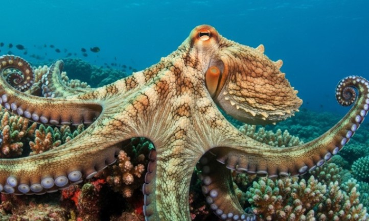 An octopus gracefully swims through the clear blue waters of the ocean
