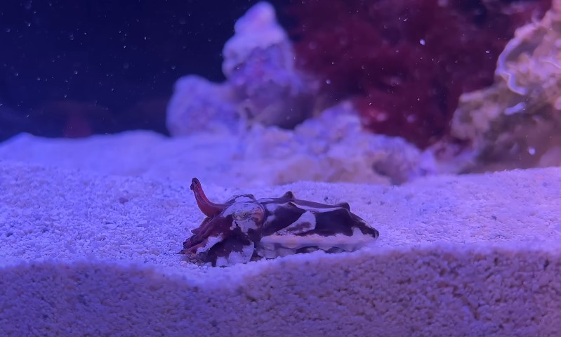 Inside an aquarium, a small cuttlefish is seen near a large rock