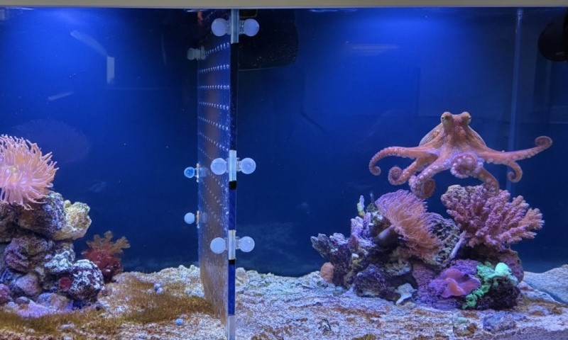 Octopuses and colorful corals illuminated by blue lights in a vibrant aquarium setting