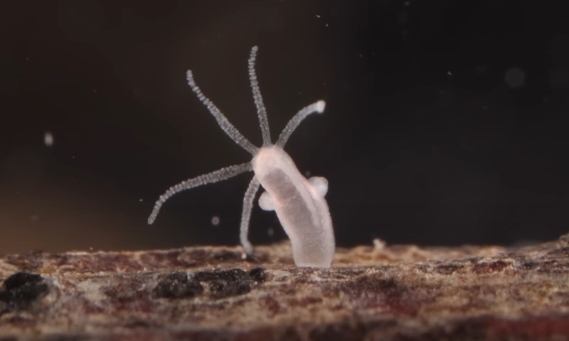 Microscopic view of *Hydra*, a small freshwater cnidarian, attached to a substrate