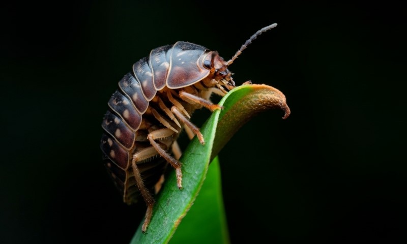 Close-up of a Pil bug resting on a green leaf