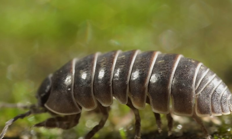 A pil bug traversing the ground