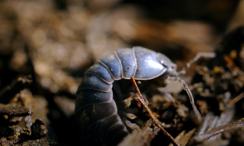 A pil bug with numerous legs crawling on the ground