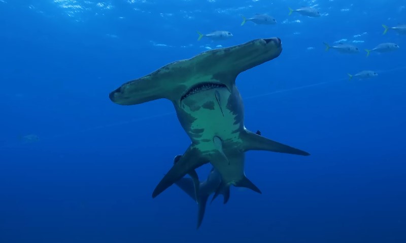 A hammerhead shark gliding gracefully through the clear blue ocean waters
