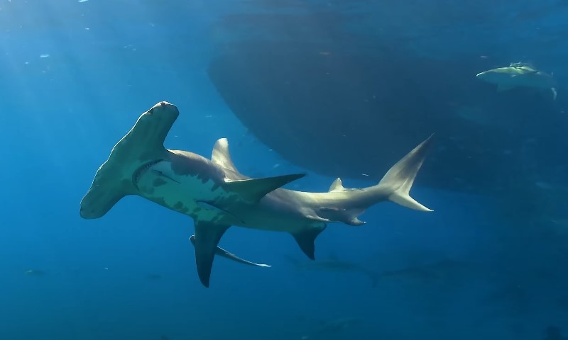 Hammerhead shark swimming in ocean