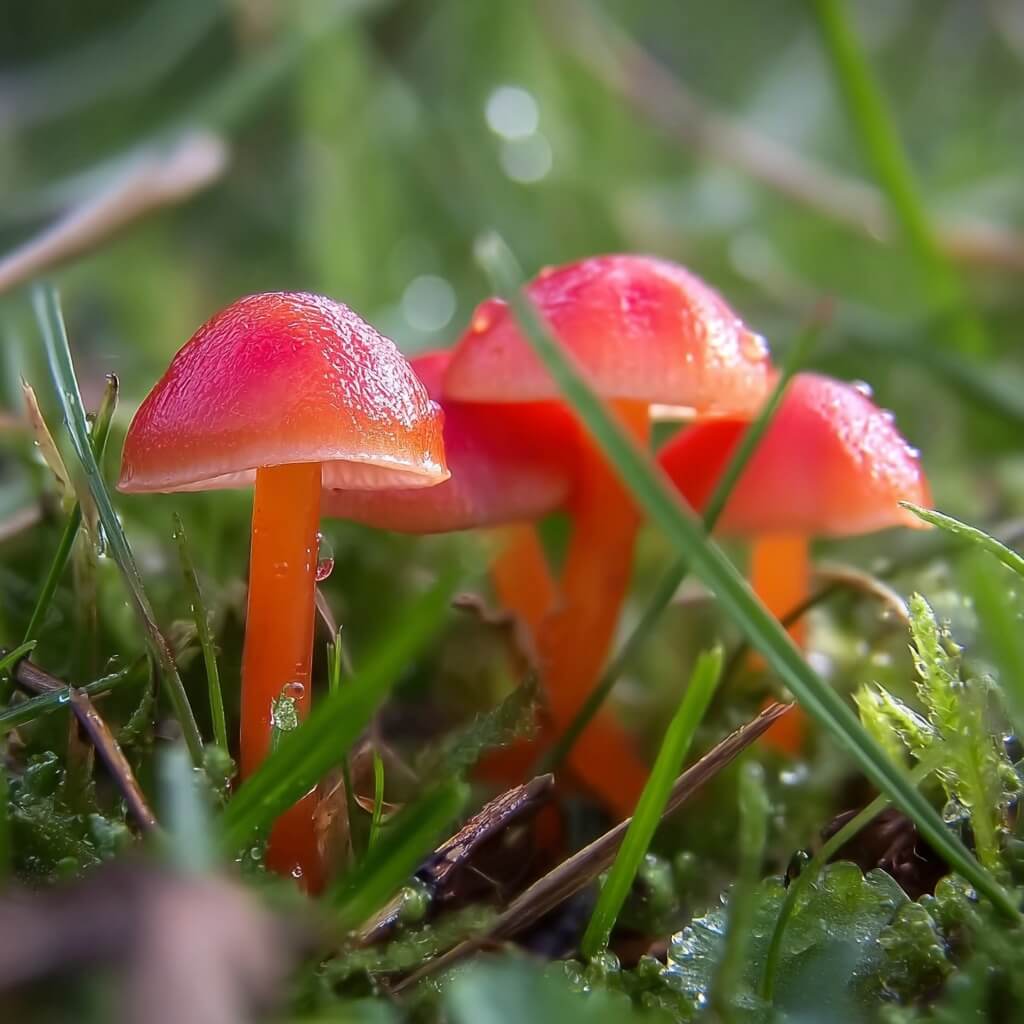 Tiny red mushrooms glowing after rain, thriving only in untouched, clean grasslands