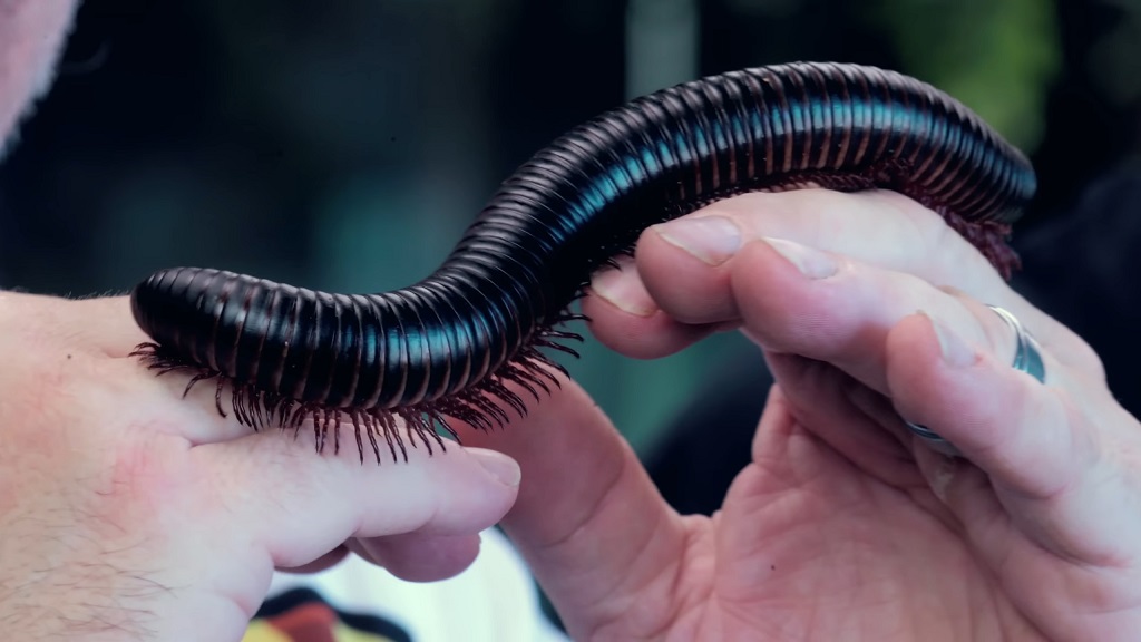 African giant millipede crawling across a person’s hands during gentle handling