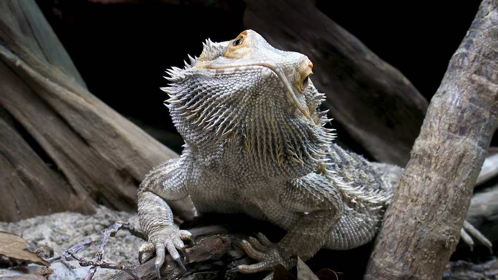 Bearded dragon resting on branches with its head lifted in a natural terrarium