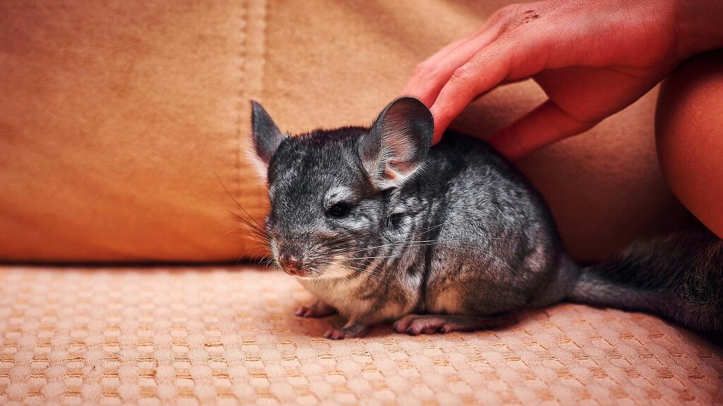 Small gray chinchilla sitting on a soft surface while a person gently pets it, a calm example of unusual pets