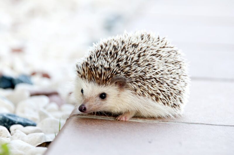 Hedgehog as Unusual Pets