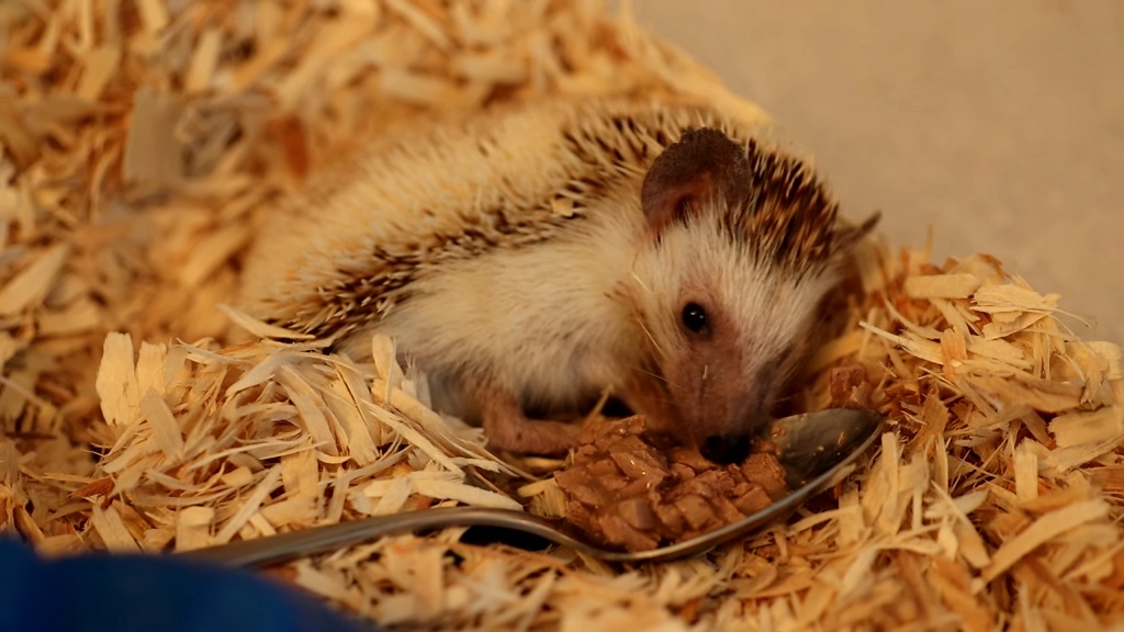 Hedgehog eating from a spoon while lying on wood shavings inside its enclosure