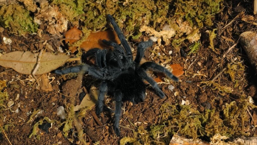 Black tarantula walking across soil and moss inside a terrarium, commonly kept as one of the unusual pets