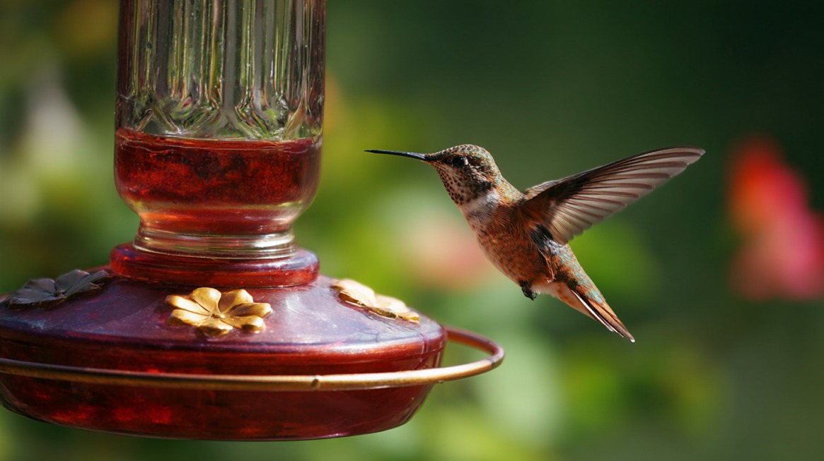 Hummingbird hovering beside a red nectar feeder outdoors
