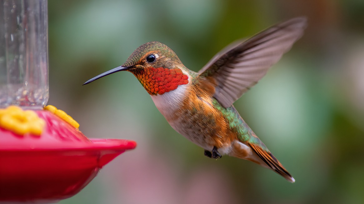 A hummingbird with a red throat hovers beside a red feeder