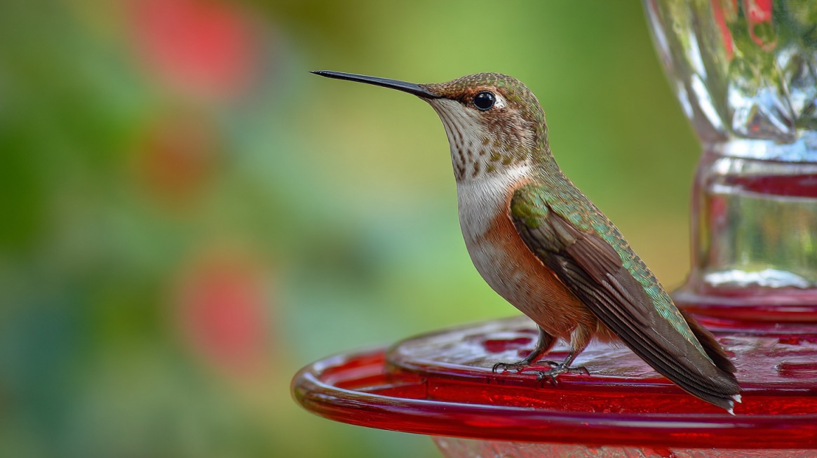Hummingbird sitting on the edge of a red nectar feeder