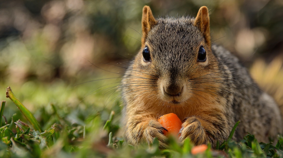 Close-up of a squirrel holding and eating a small carrot while sitting in the grass