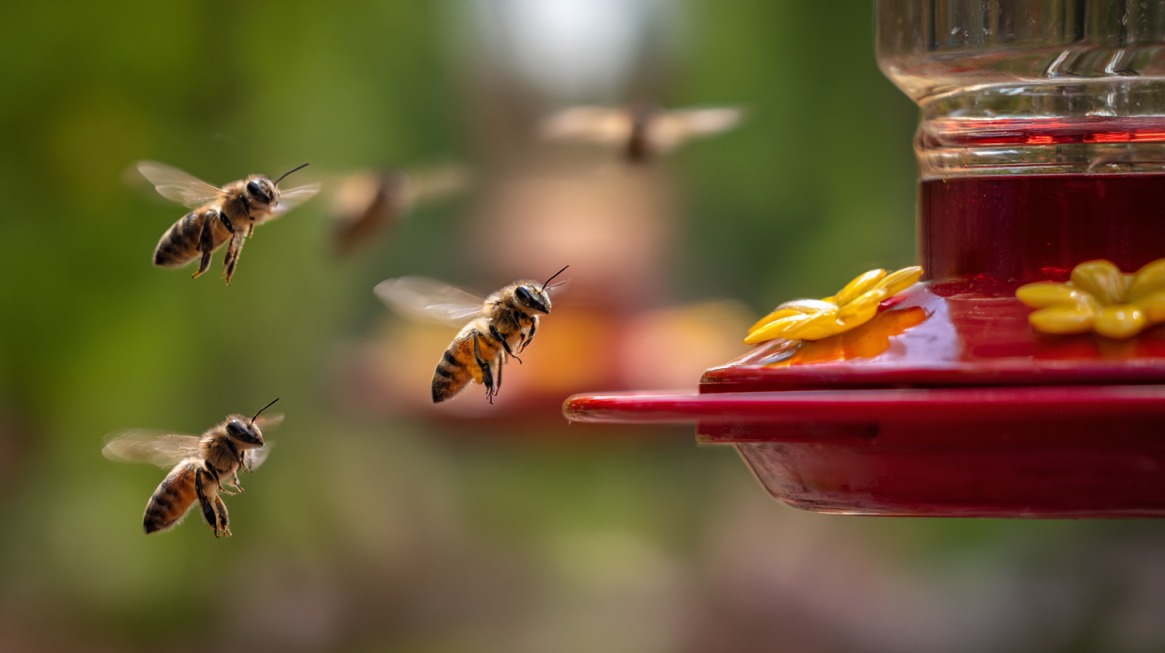 Several bees flying near the feeding ports of a red hummingbird feeder